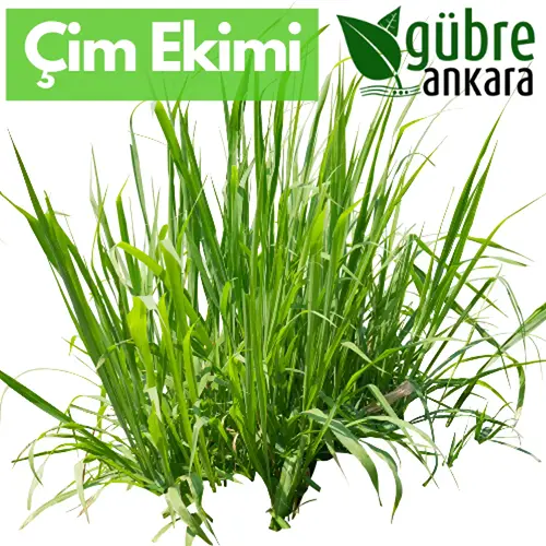 Kırşehir Çim Ekimi